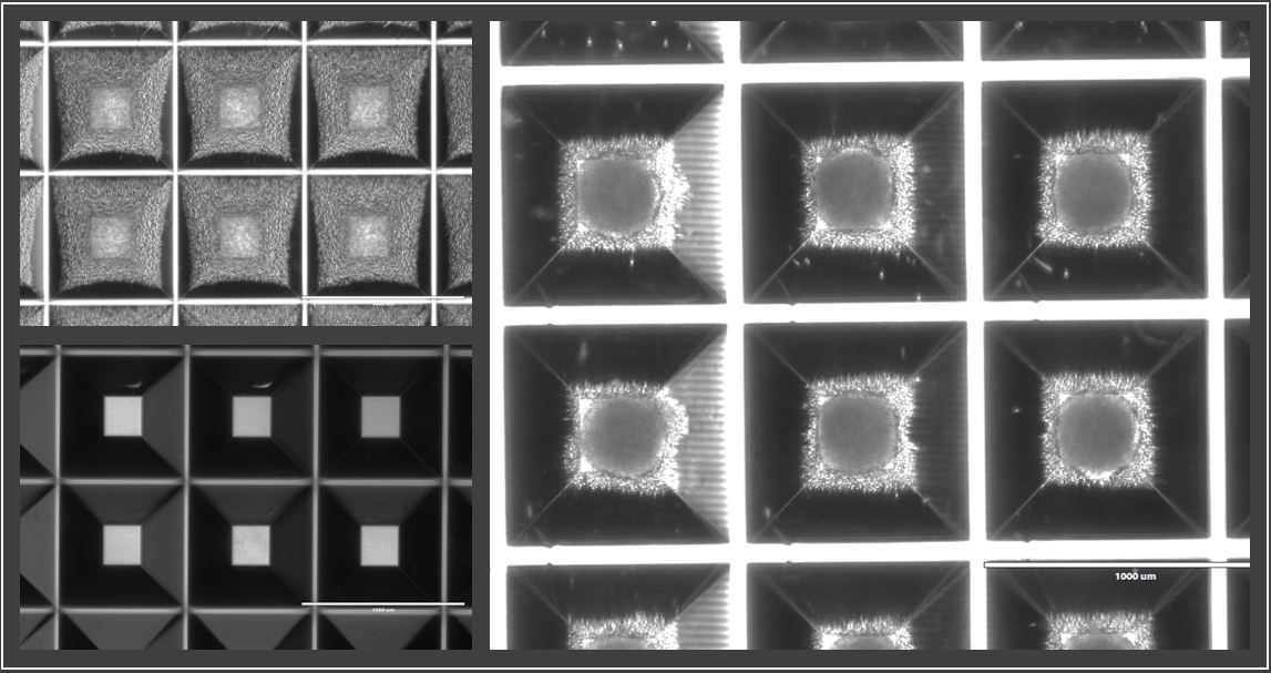 Brightfield image showing organoid formation
