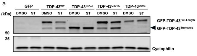 Example figure from Molecular Neurobiology paper