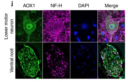 Example figure from Nature Neuroscience paper